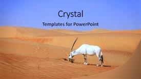  Presentation with nilgai antelope - PPT theme consisting of desert animals - oryx or arabian antelope background and a light blue colored foreground