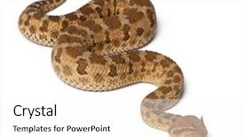  Presentation with white - Presentation design with desert animals - saharan horned viper - cerastes background and a  colored foreground
