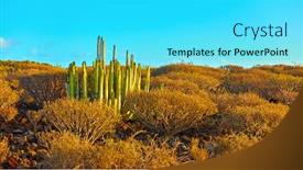  Presentation with area - Cool new slides with desert-area-with-bushes backdrop and a cyan colored foreground