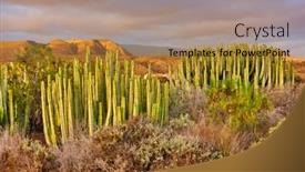  Presentation with landscape desert - PPT layouts featuring desert-area-with-plants background and a gold colored foreground
