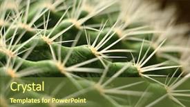  Presentation with cactus - Theme consisting of desert garden - cactus close up background and a tawny brown colored foreground