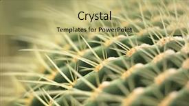  Presentation with cactus - Audience pleasing PPT theme consisting of desert garden - cactus close up backdrop and a yellow colored foreground