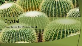  Presentation with cactus - Cool new presentation theme with desert garden - cactus backdrop and a yellow colored foreground