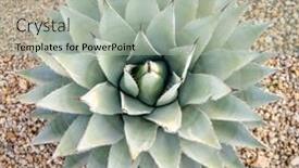  Presentation with succulent - Slides having desert-garden-landscape-agave-succulent background and a light gray colored foreground