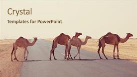  Presentation with camel - Presentation theme consisting of desert in the sudan africa background and a cream colored foreground