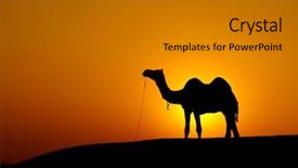  Presentation with landscape desert - Colorful PPT layouts enhanced with desert landscape with camel backdrop and a gray colored foreground