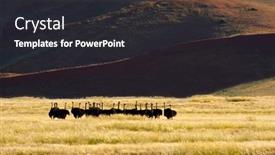  Presentation with landscape desert - Theme with desert-landscape-with-ostriches-struthio background and a dark gray colored foreground