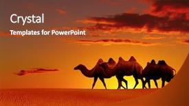  Presentation with landscape desert - Slides consisting of desert landscape with walking camels background and a tawny brown colored foreground