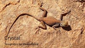  Presentation with sahara - Amazing presentation theme having desert lizard on the rock backdrop and a coral colored foreground