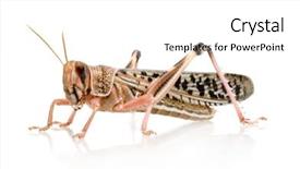  Presentation with locust - PPT layouts with arthropoda - desert locust in front background and a white colored foreground
