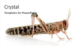  Presentation with locust - Colorful slide deck enhanced with arthropoda - desert locust in front backdrop and a white colored foreground