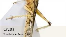  Presentation with locust - Presentation theme featuring desert locust on piece of paper schistocerca gregaria studio shot background and a lemonade colored foreground