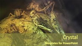  Presentation with locust - Presentation theme with desert locust schistocerca gregaria wildlife animals background and a tawny brown colored foreground