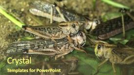  Presentation with locust - Presentation theme enhanced with desert locust schistocerca gregaria wildlife animals background and a tawny brown colored foreground