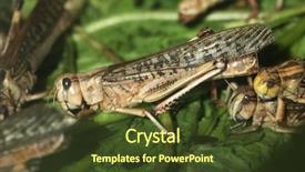  Presentation with locust - Slide set with desert locust schistocerca gregaria wildlife animals background and a tawny brown colored foreground