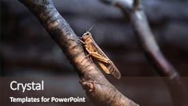  Presentation with locust - PPT theme enhanced with desert locust schistocerca gregaria wildlife animal background and a tawny brown colored foreground