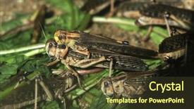  Presentation with locust - Audience pleasing PPT theme consisting of desert locust schistocerca gregaria wildlife backdrop and a tawny brown colored foreground