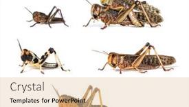  Presentation with locust - PPT layouts featuring desert-locust-schistocerca-gregaria background and a lemonade colored foreground