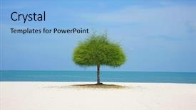  Presentation with oasis - Beautiful slides featuring desert oasis - alone green tree on sand backdrop and a light blue colored foreground