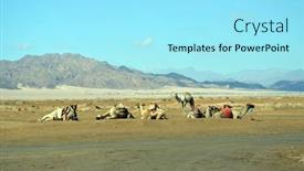  Presentation with egypt - Colorful theme enhanced with desert-of-sinai-peninsula-egypt backdrop and a arctic colored foreground