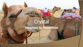  Presentation with camel caravan - Audience pleasing presentation design consisting of desert part of a caravan backdrop and a  colored foreground