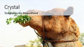  Presentation with camel caravan - Beautiful presentation featuring desert part of a caravan backdrop and a  colored foreground