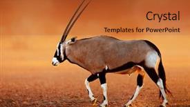  Presentation with kalahari - Beautiful PPT theme featuring desert plains at sunset kalahari backdrop and a red colored foreground