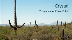  Presentation with cactus - Audience pleasing PPT theme consisting of plant desert - cactus forest backdrop and a  colored foreground