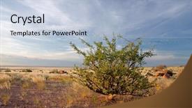  Presentation with desert - PPT theme consisting of desert plant commiphora spp background and a light blue colored foreground