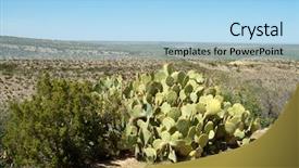  Presentation with pear - PPT theme with desert prickly pear cactus background and a light blue colored foreground