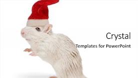  Presentation with white rat - Colorful PPT theme enhanced with desert rat wearing a christmas backdrop and a white colored foreground