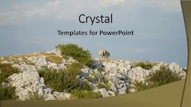  Presentation with wild horses - Audience pleasing PPT theme consisting of desert stallion - group of beautiful wild horses backdrop and a light gray colored foreground