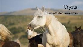  Presentation with wild horses - PPT theme enhanced with desert stallion - group of beautiful wild horses background and a light blue colored foreground