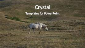  Presentation with wild horses - Presentation design consisting of desert stallion - group of beautiful wild horses background and a tawny brown colored foreground