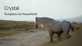  Presentation with stallion - Colorful presentation design enhanced with desert stallion - group of beautiful wild horses backdrop and a sky blue colored foreground