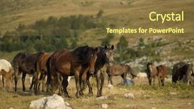  Presentation with wild horses - Audience pleasing slide set consisting of desert stallion - group of beautiful wild horses backdrop and a tawny brown colored foreground