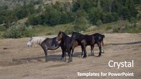 Presentation with wild horses - Presentation design featuring desert stallion - group of beautiful wild horses background and a gray colored foreground