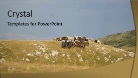  Presentation with wild horses - Cool new PPT theme with desert stallion - group of beautiful wild horses backdrop and a light gray colored foreground