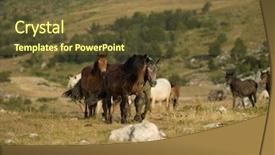  Presentation with wild horses - Slide set enhanced with desert stallion - group of beautiful wild horses background and a tawny brown colored foreground