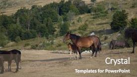  Presentation with wild horses - Amazing presentation design having desert stallion - group of beautiful wild horses backdrop and a coral colored foreground