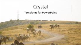  Presentation with wild horses - Presentation theme consisting of desert stallion - group of beautiful wild horses background and a white colored foreground