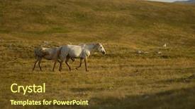  Presentation with wild horses - Beautiful PPT layouts featuring desert stallion - group of beautiful wild horses backdrop and a tawny brown colored foreground