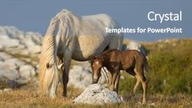  Presentation with wild horses - Slide deck with desert stallion - group of beautiful wild horses background and a  colored foreground