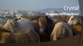  Presentation with wild horses - Colorful PPT theme enhanced with desert stallion - group of beautiful wild horses backdrop and a light blue colored foreground