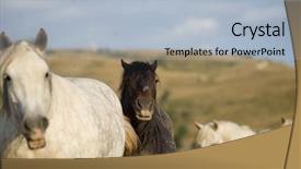  Presentation with wild horses - PPT layouts having desert stallion - group of beautiful wild horses background and a  colored foreground