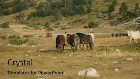  Presentation with wild horses - Audience pleasing slide deck consisting of desert stallion - group of beautiful wild horses backdrop and a  colored foreground