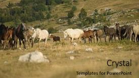  Presentation with wild horses - PPT theme featuring desert stallion - group of beautiful wild horses background and a gold colored foreground