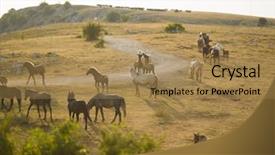  Presentation with wild horses - Slide deck enhanced with desert stallion - group of beautiful wild horses background and a  colored foreground