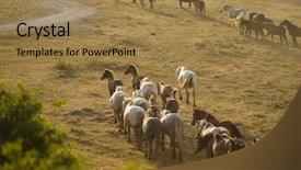 Presentation with wild horses - Amazing PPT theme having desert stallion - group of beautiful wild horses backdrop and a  colored foreground