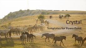  Presentation with wild horses - Slide set consisting of desert stallion - group of beautiful wild horses background and a  colored foreground